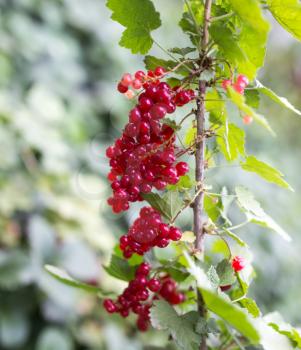 ripe red currant on the nature