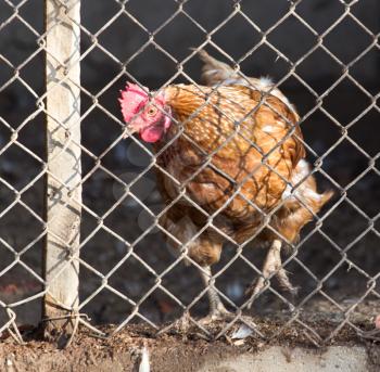 Chicken behind fence