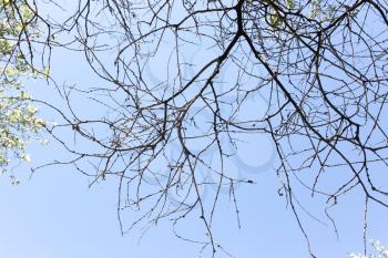 dry tree branches against the blue sky