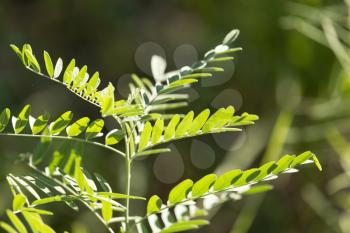grass fern in nature