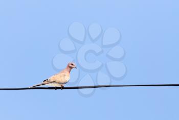 Dove on the wire against the blue sky