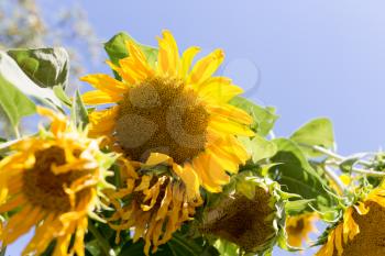 flower sunflower on nature