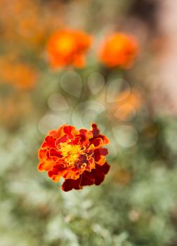 orange flower in nature