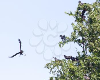 a flock of crows in a tree