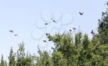 a flock of crows in a tree