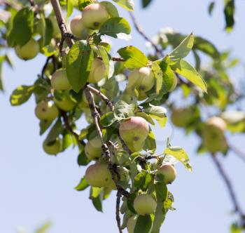 apples on the tree in nature