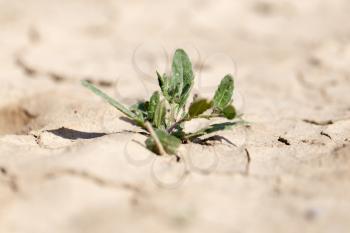 young green sprout in the dry ground