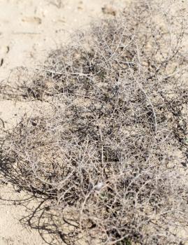 dry grass prickly tumbleweed field on nature
