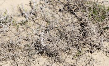 dry grass prickly tumbleweed field on nature
