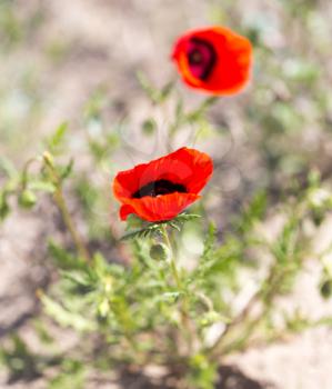 red poppy flower in the field