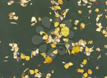 yellow leaves on the surface of the water in the fall