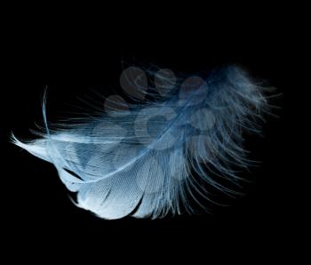 blue feather on a black background