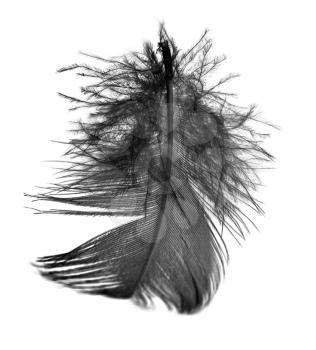 Black feather on a white background
