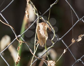 a dry leaf on a fence