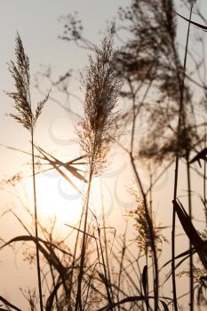 reeds on a sunset background