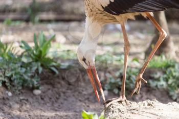Stork in nature in zoo