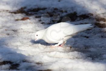 white dove in the snow in the winter