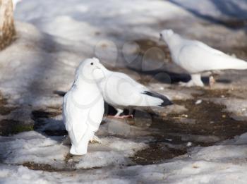 white dove in the snow in the winter