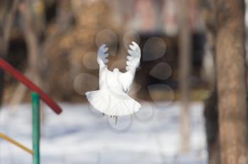 white dove in flight in the park