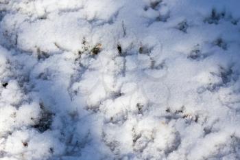 bird footprints on the snow