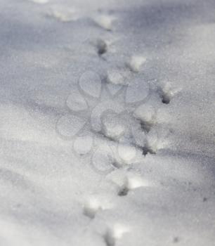 bird footprints on the snow