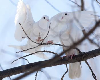 white dove on the tree in nature