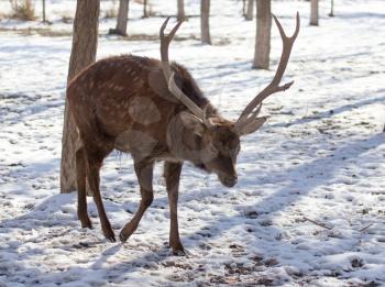 deer in the park in winter