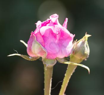 a beautiful pink rose in nature