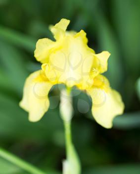 yellow iris flower in nature
