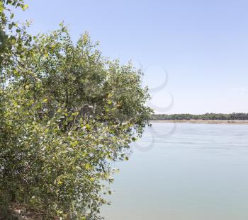 trees on the Syr Darya River. Kazakhstan