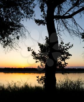 tree silhouette on the river on a sunset background