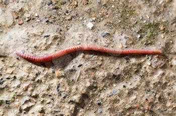 red worm on the ground. macro