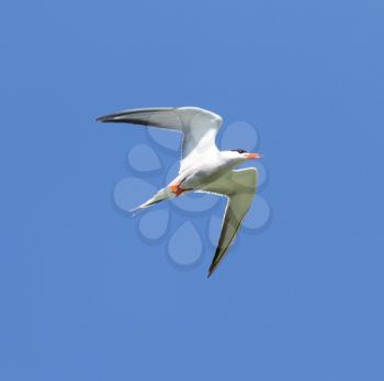 seagull on a background of blue sky