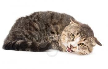 Cat portrait on a white background