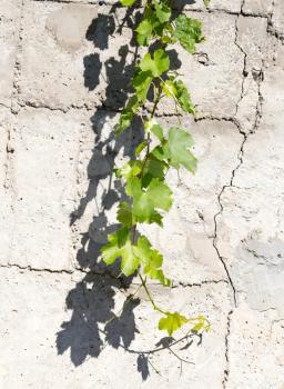 grape leaves on concrete background