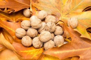 walnut in the yellow leaves in autumn