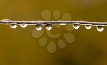 raindrops on wire. macro
