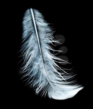 blue feather on a black background