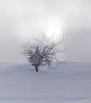 tree in the snow at dawn sun