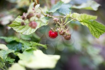 Raspberry in nature