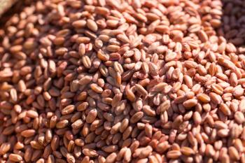 red wheat as background