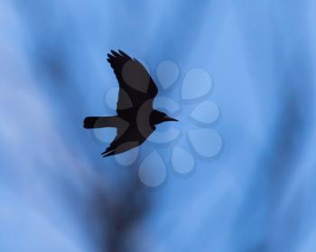 Crow on a background of blue sky through the trees