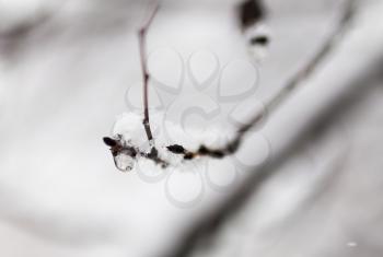 drop of water on a tree branch in the cold, close-up