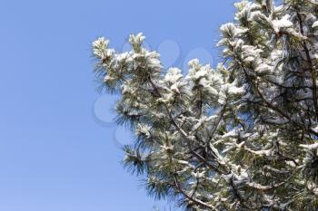 pine tree in the snow against the blue sky