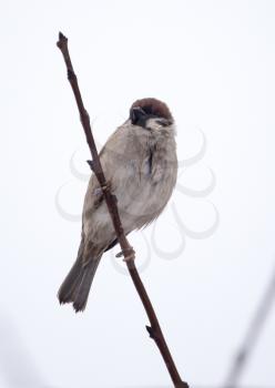 sparrow on bare tree branches