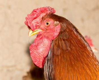 colored cock on a chicken farm