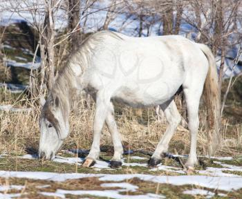 white horse on nature in winter