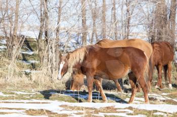 a horse in a pasture in winter