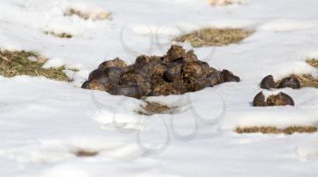 Horse shit on the ground in winter