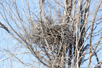 Nest among the branches against a blue sky